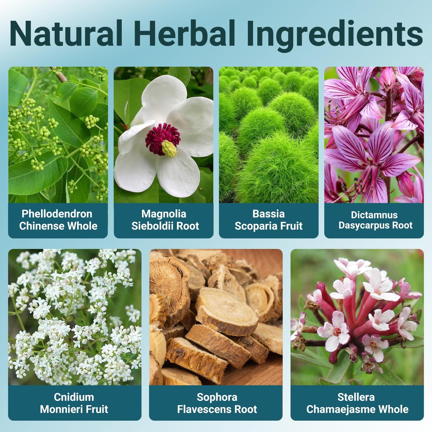 Extra Strength Seborrheic Dermatitis Cream & Scalp Treatment - Effectively Treats Psoriasis, Eczema, Dandruff, Folliculitis, Dry & Itchy Scalp - Anti-Itch, Soothing Relief - 3.5 oz